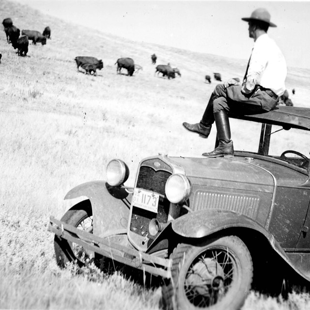 a man in ranger uniform sitting on a model T car looking at bison in a black and white photo