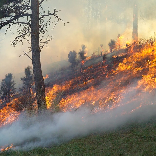flames burn grass and saplings in an open forest