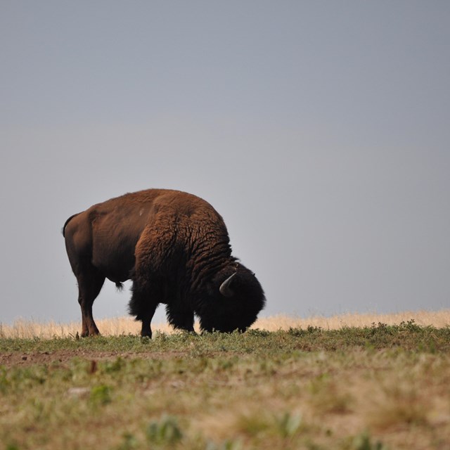 an adult male bison grazing in the open prairie against a gray sky