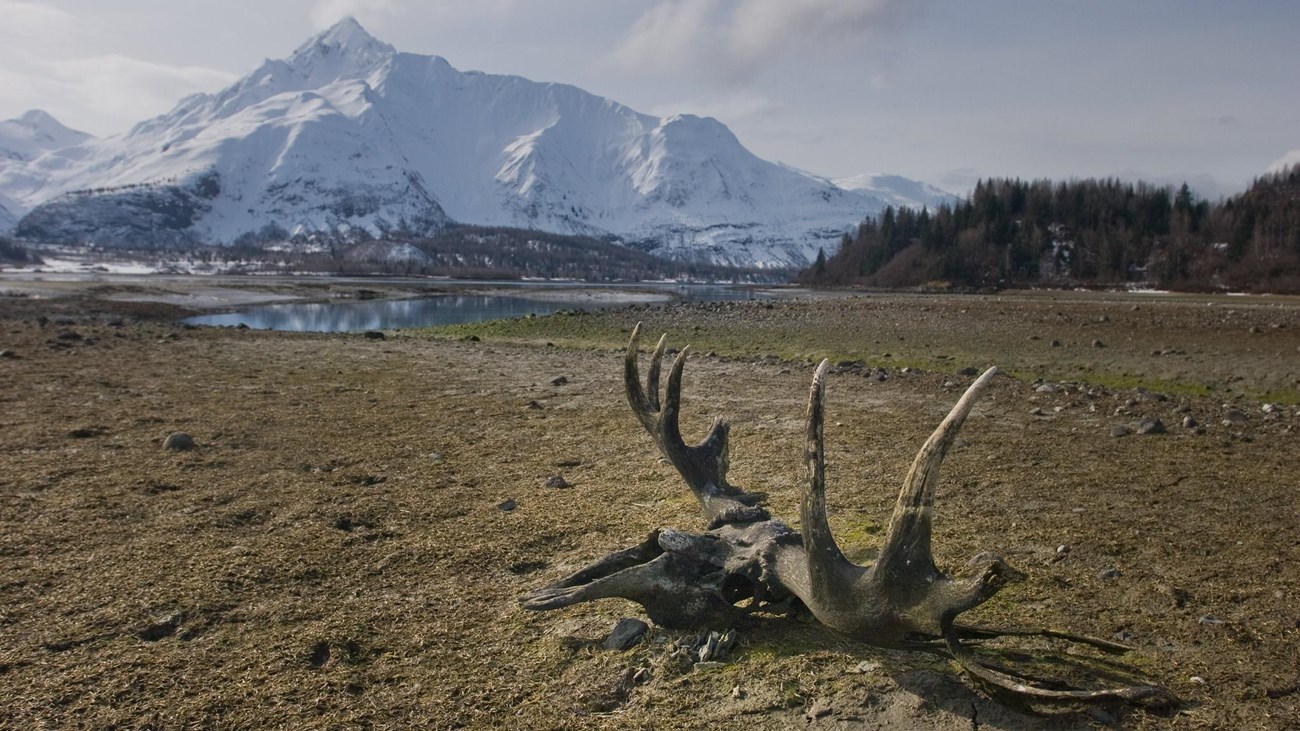Caribou antlers are shed on the tundra.