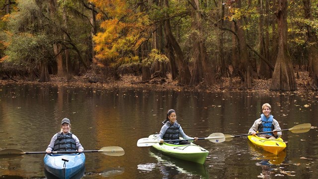 Kids kayak through a swamp in wilderness.