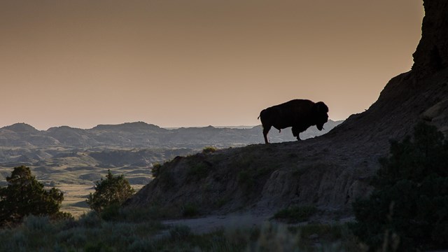 Bison in the Theodore Roosevelt Wilderness.