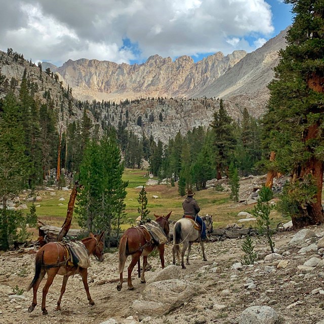 Pack train with mules and horses on a rocky trail.