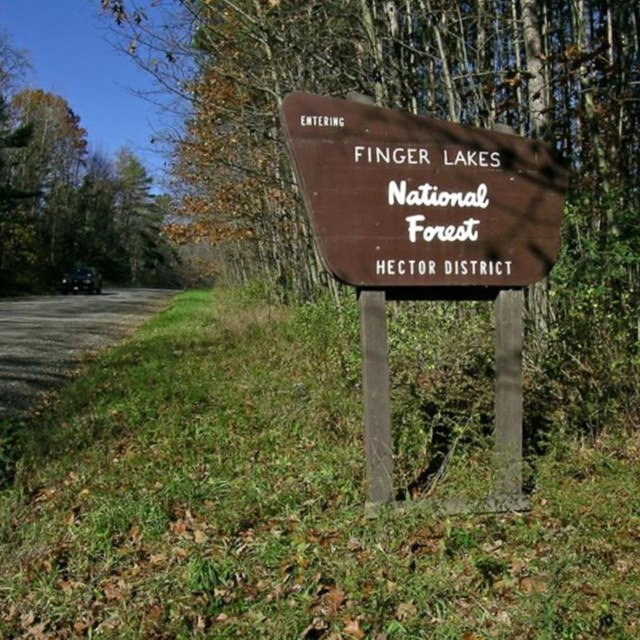 A road sign along a wooded roadway for Finger Lakes National Forest.