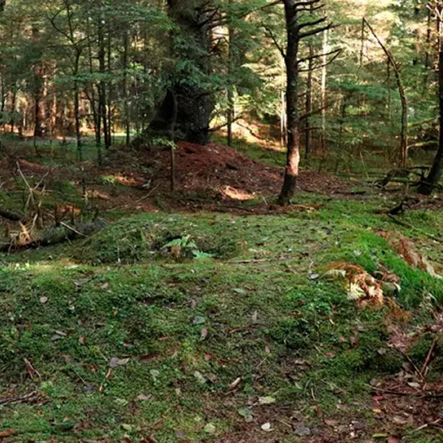 earthworks for gun emplacements on trail in old growth forest