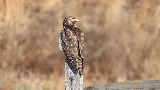 Hawk sitting on fence post