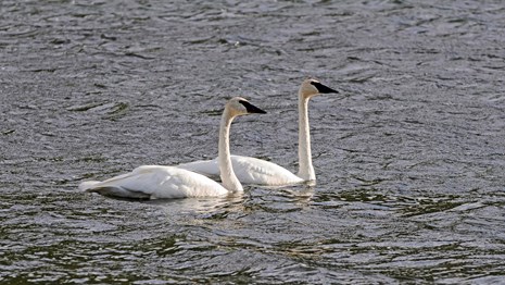Two tundra swans floating in a lake.
