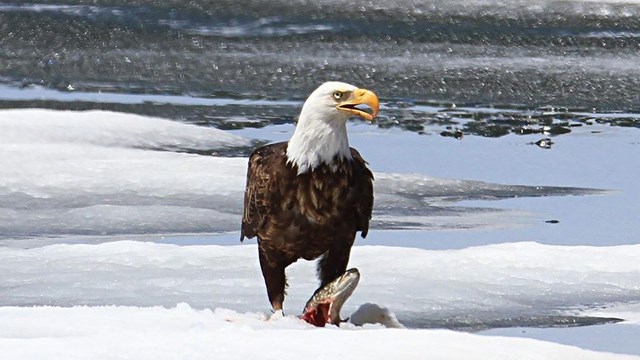 American Bald eagle at the edge of a snowy river with a salmon in its talons.
