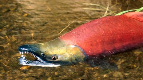 spawning Sockeye Salmon with red body and green head