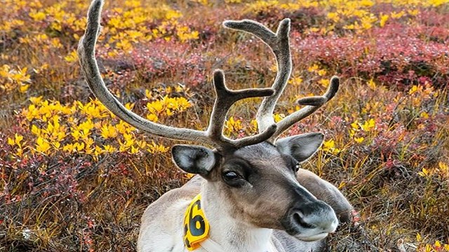 Caribou tagged for research