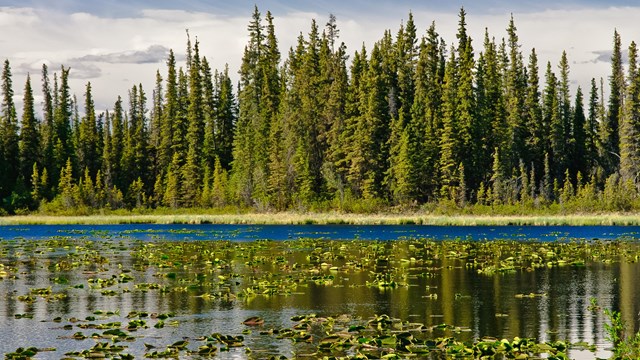 wetlands ecosystem - pond with algae and trees on the banks