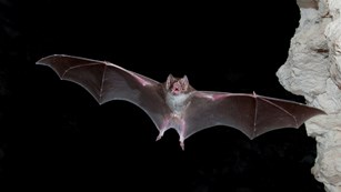 bat flying with wings spread