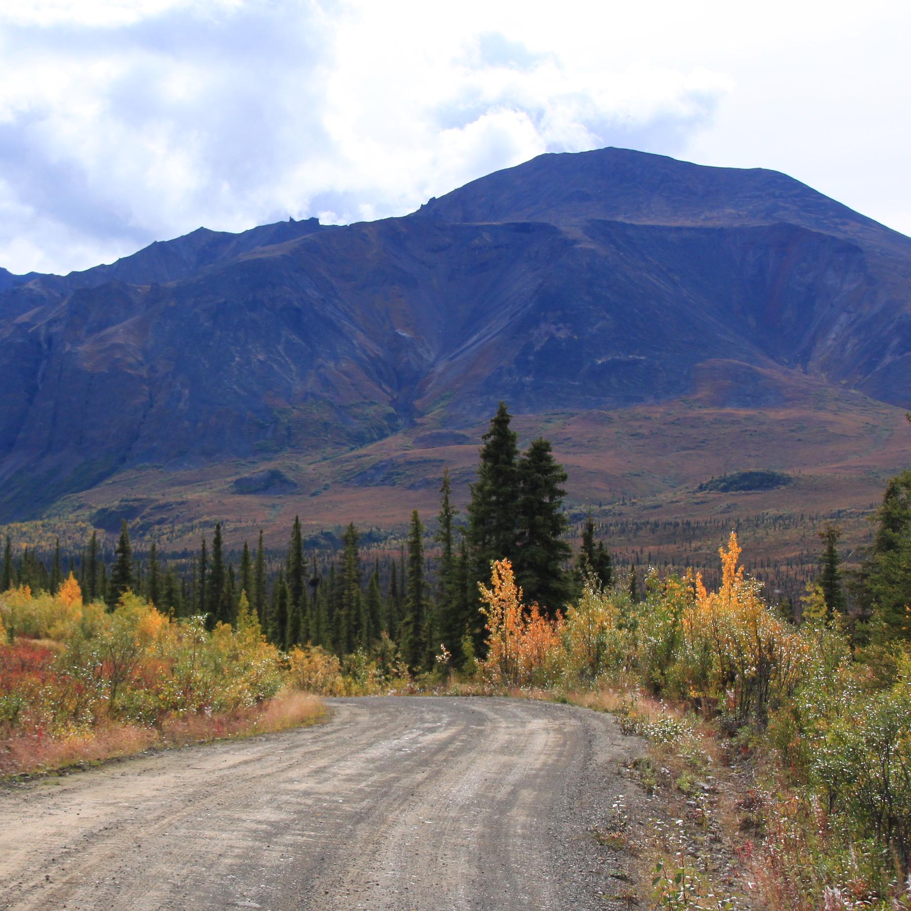 Nabesna Road in the fall with orange leaves on the trees surrounding the road.