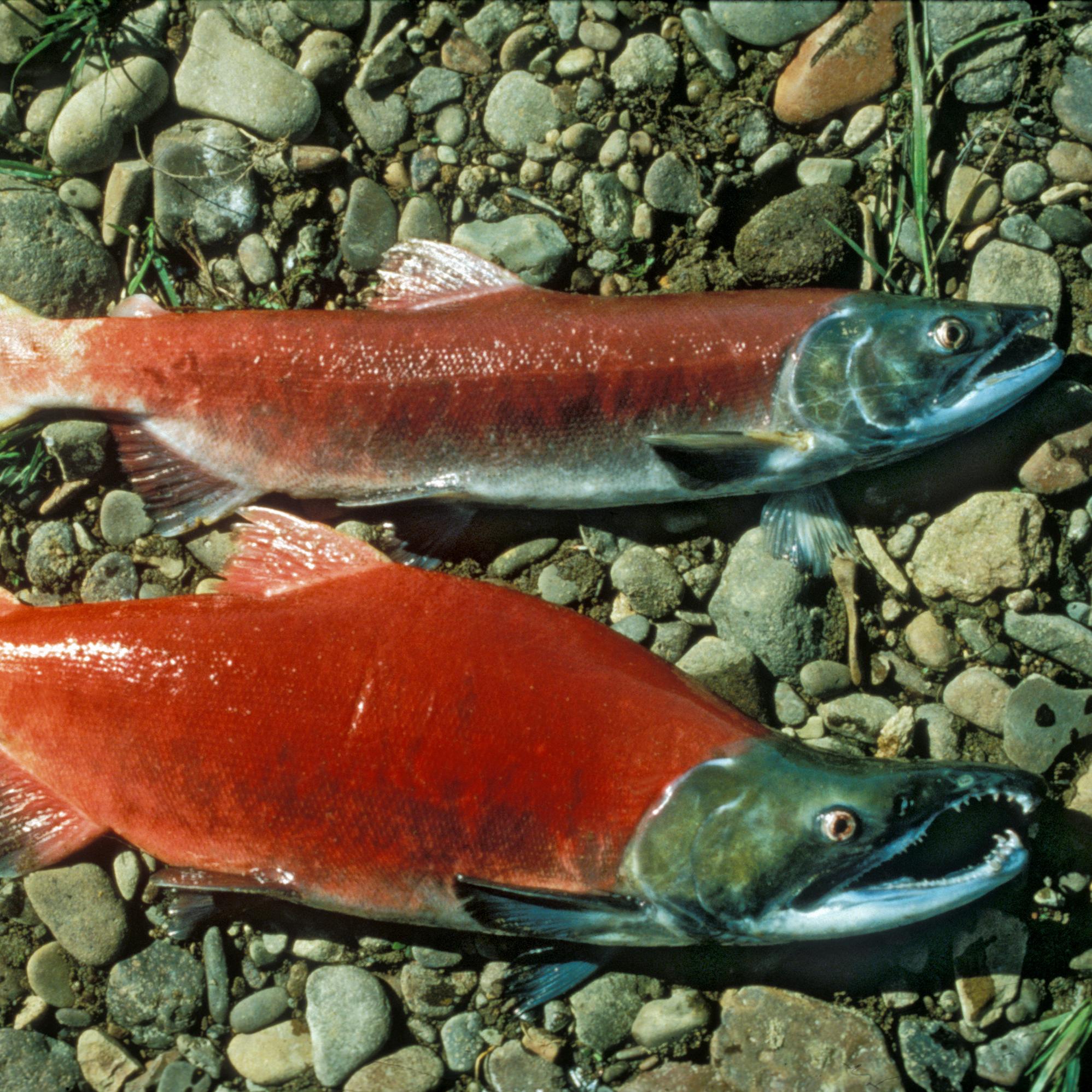 Bright red sockeye salmon.
