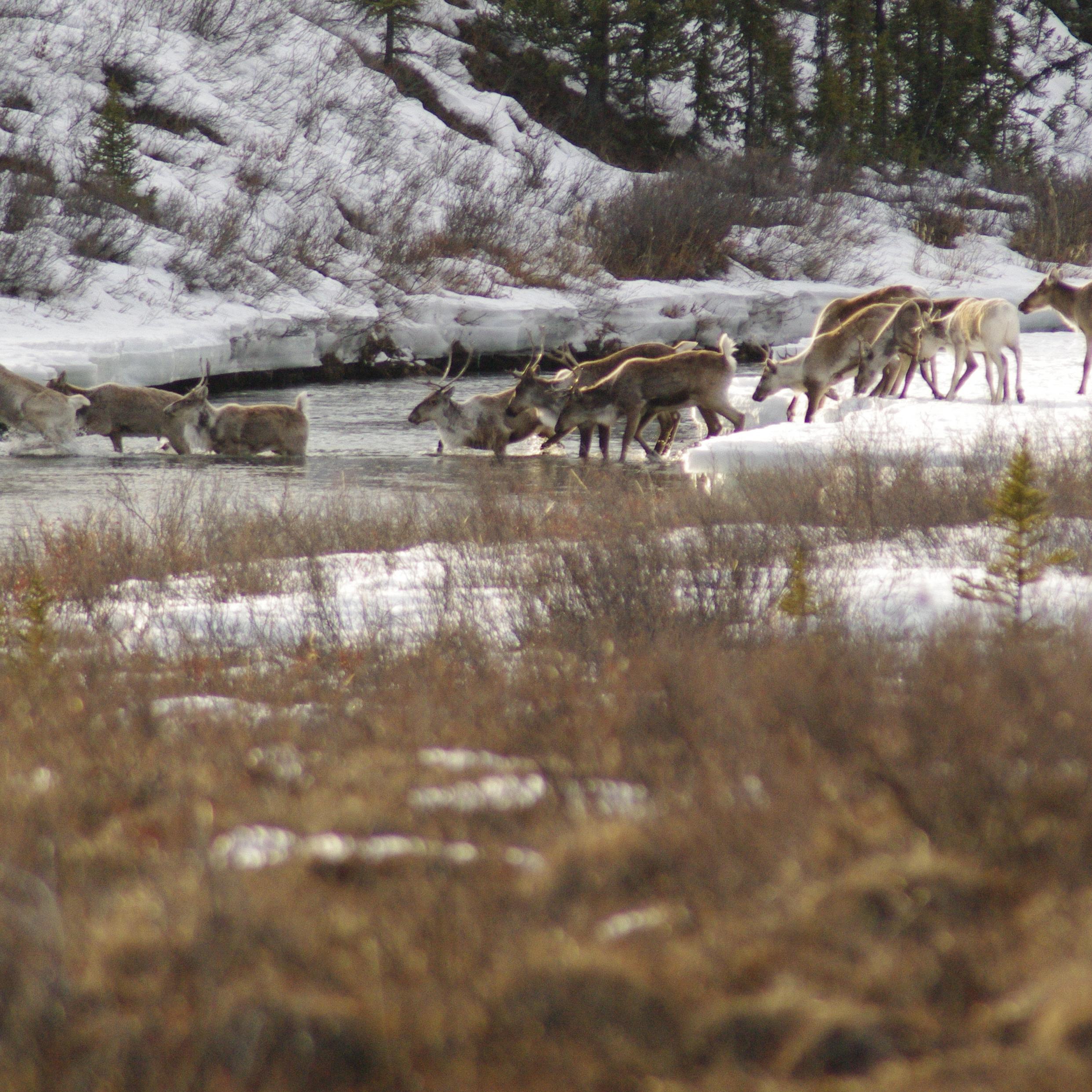 Caribou crossing a stream
