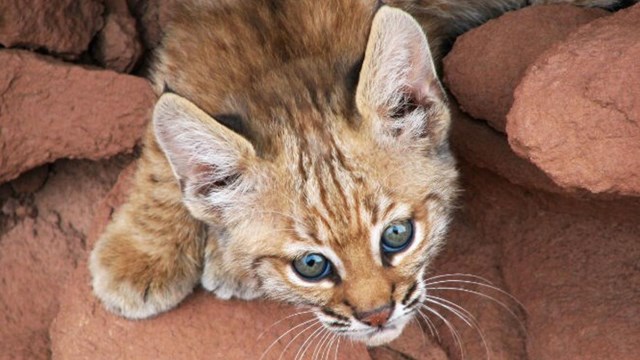 A young bobcat kitten gazes out of a pueblo wall. 