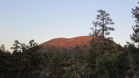 A large cinder hill volcano with a crater on the top and pine trees in front. 