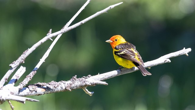 A Western tanager, a yellow songbird with black wings and a red head, perched on a branch