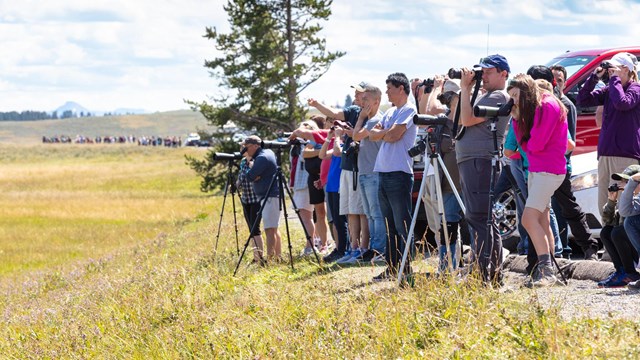 Hundreds of people watch wildlife along the road