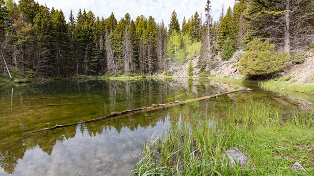 A pond with pine trees reflected on the surface of the water