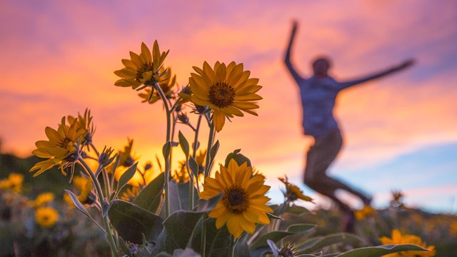 A person jumps for joy in a field of flowers