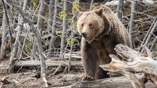 a grizzly bear standing on a log