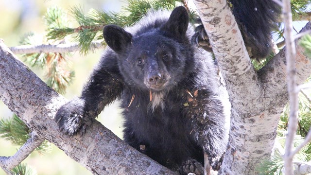 a black bear in a tree