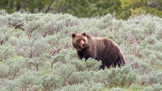 a grizzly bear walking through sagebrush