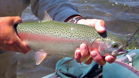 Rainbow trout in the hands of an angler
