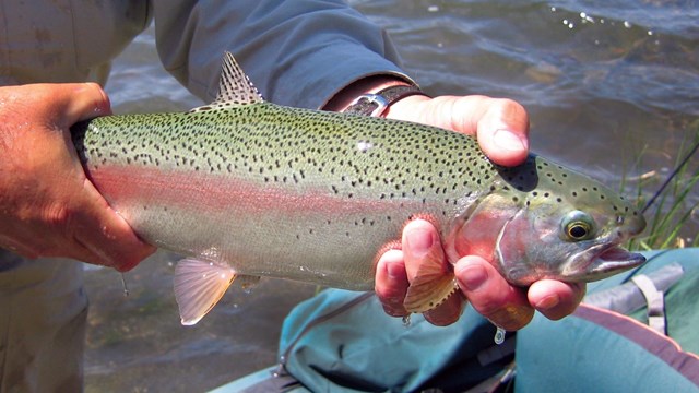 Rainbow trout in the hands of an angler