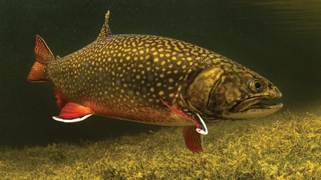 Eastern brook trout swimming