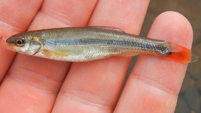 Lake chub held in hand