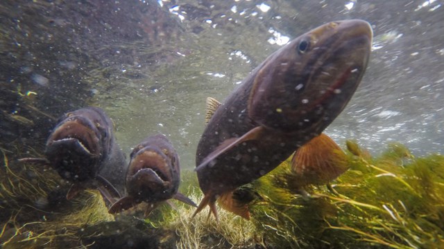 Cutthroat trout spawning in a creek