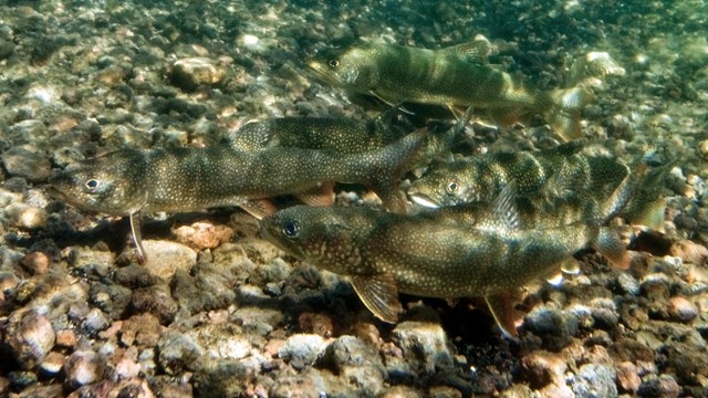 Spawning lake trout