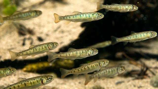 Young cutthroat trout in a shallow creek