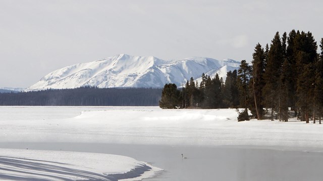 A small black and white swan floats in a small unfrozen portion of a large frozen body of water.