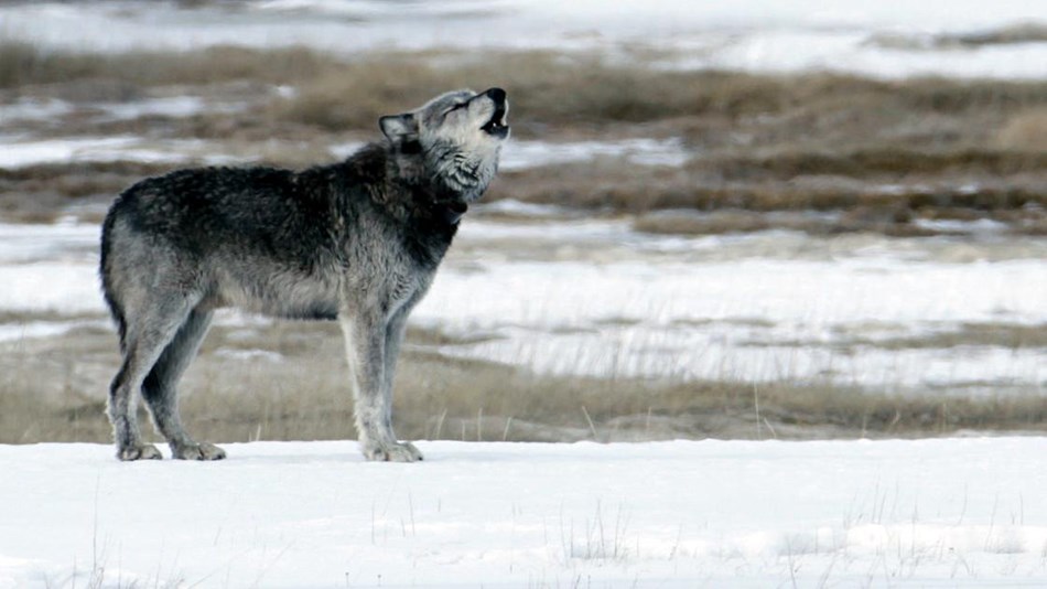 A wolf standing on a snowy bank near brown grass howls