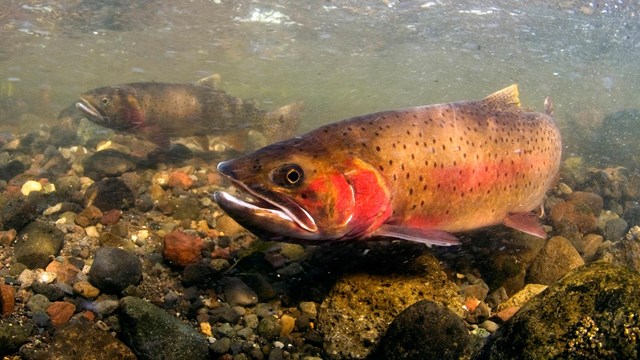 An underwater view of a spotted fish with a red slash on its neck and side swims above pebbles