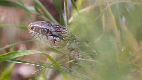 The head of a brown spotted snake among grass