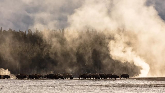 a herd of bison walking through a valley near a thermal feature