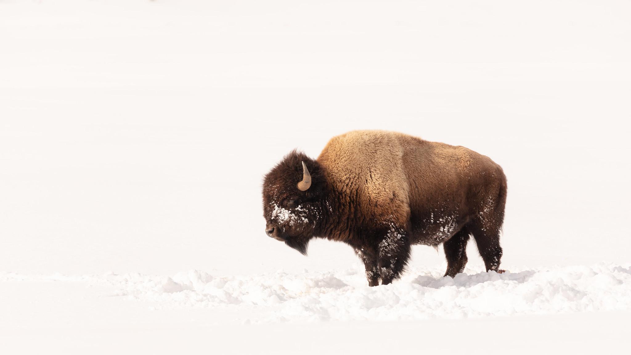 A bison stands on snowy ground. 