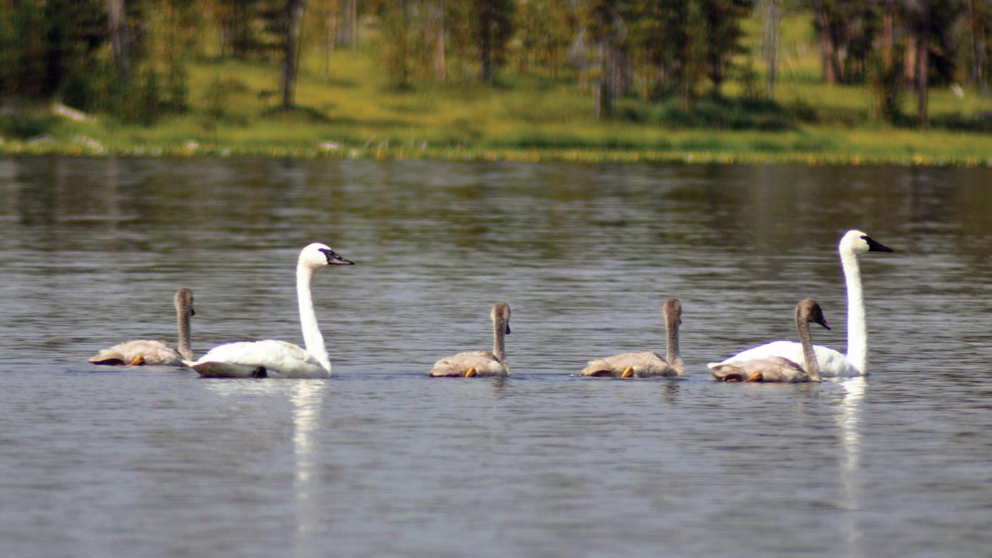 Two adult swans and four juveniles swim lake.