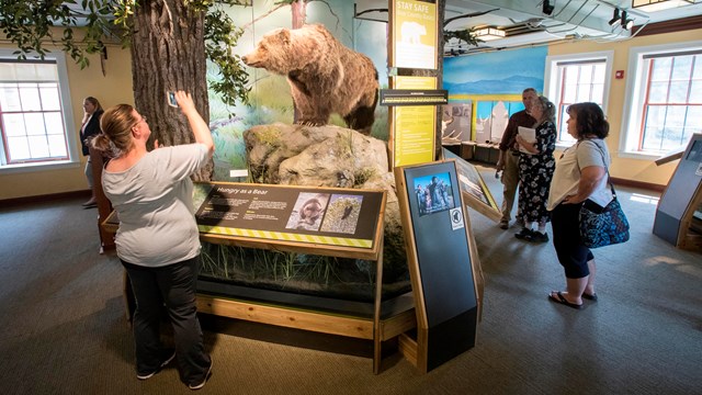 A person photographs an exhibit of a bear while other people examine other exhibits in a room.