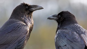 Profile of a raven's head and chest