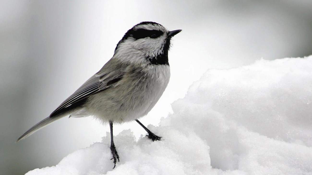 A white-breasted bird with gray and black wings and black beak on a mound of snow