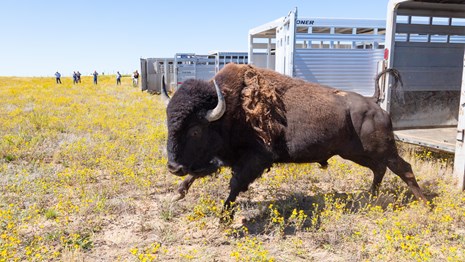 A bison leaping out of a trailer