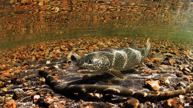 Underwater photo of white-spotted lake trout