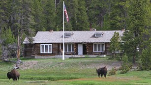 A one-story log cabin across a meadow with bison in it