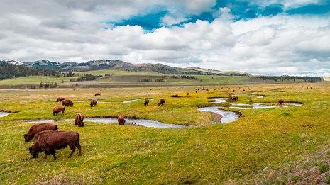 Bison grazing in a vast, green valley 