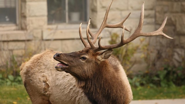A bull elk bugles in front of a building